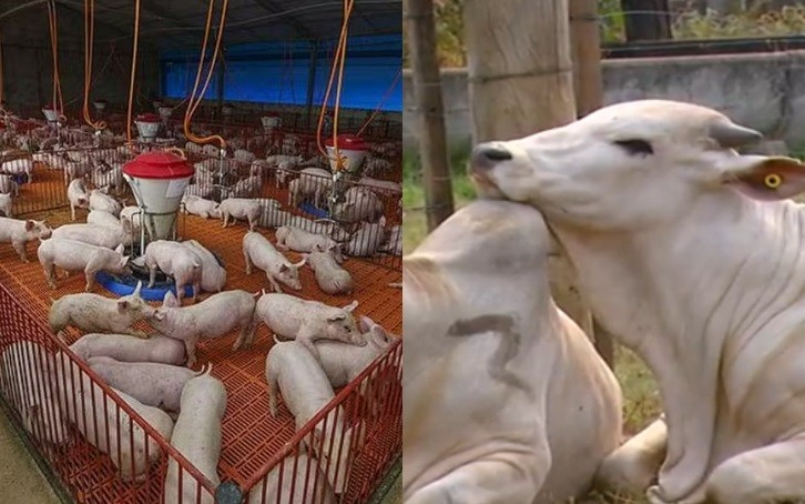 Gangorra de preços: com carne bovina em alta e suína em queda, diferença nas cotações é a maior em 4 anos; aponta USP