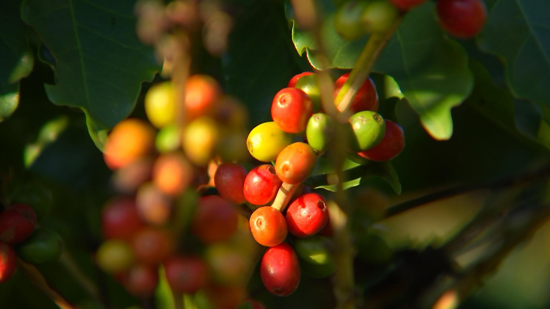 Cafezais sentem efeito do clima e grãos crescem menos do que o esperado