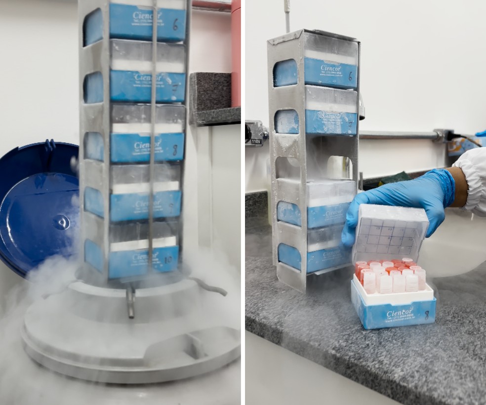 Coleo de 60 tipos de clulas tumorais da FCF da Unicamp destinadas a pesquisa.  Foto: Jssica Stuque/g1