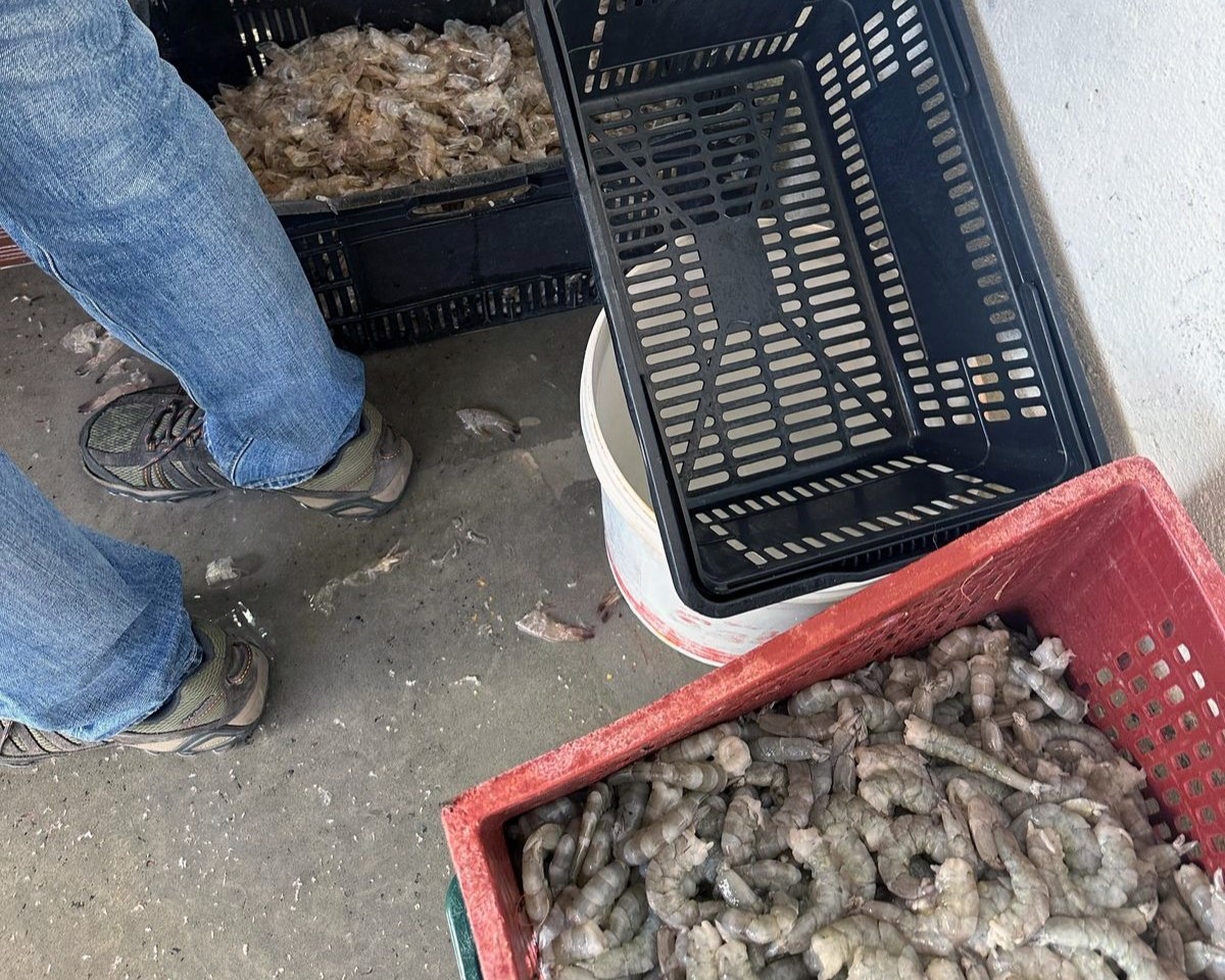 Empresa de Pescados Clandestina é Fechada em João Pessoa devido a Riscos à Saúde e Irregularidades