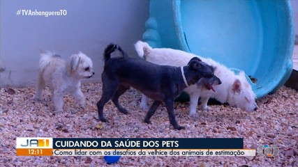 Saiba como enfrentar os desafios da velhice dos animais de estimação