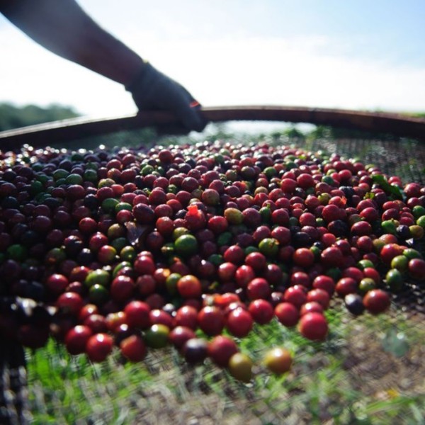 Foto de colheita de café — Foto: Site oficial canal rural