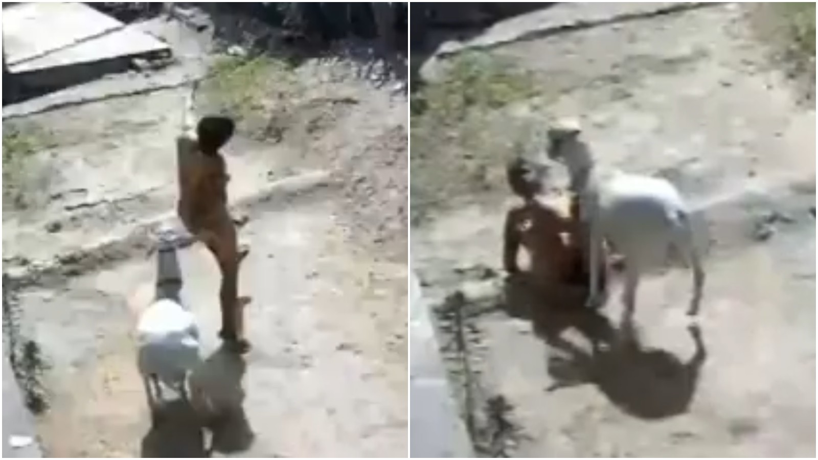 Carneiro ataca mulher com várias cabeçadas e a derruba no chão; vídeo