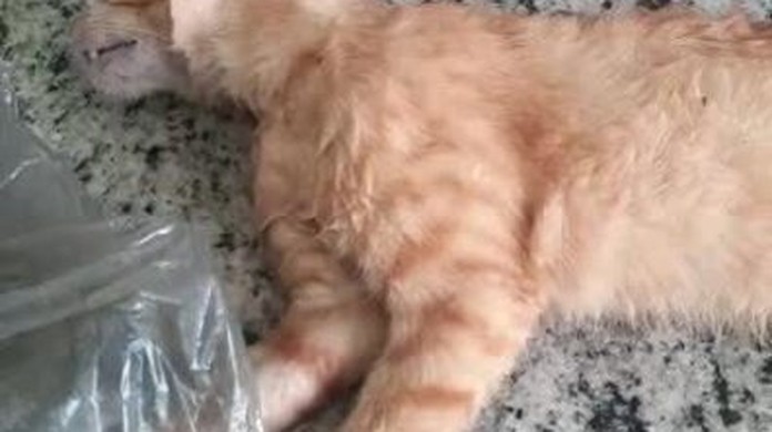 VÍDEO: Gato 'meliante' disfarça e rouba peixe sem levantar suspeitas