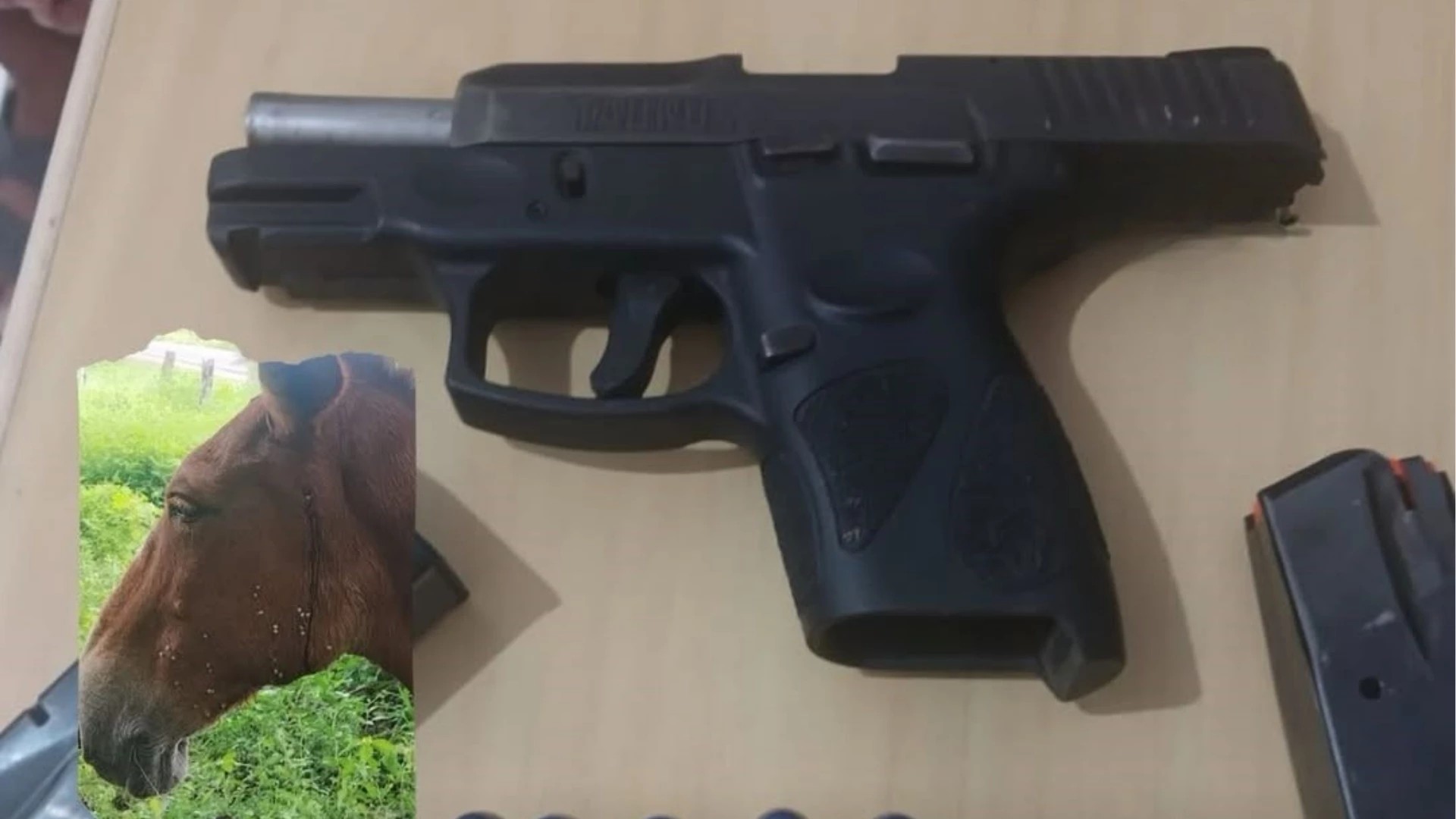 Homem é detido após atirar em burro na zona rural de Bacabal