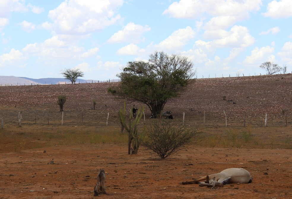 Animais estão sendo dizimados pela pior seca dos últimos 40 anos no Piauí — Foto: Patrícia Andrade/G1
