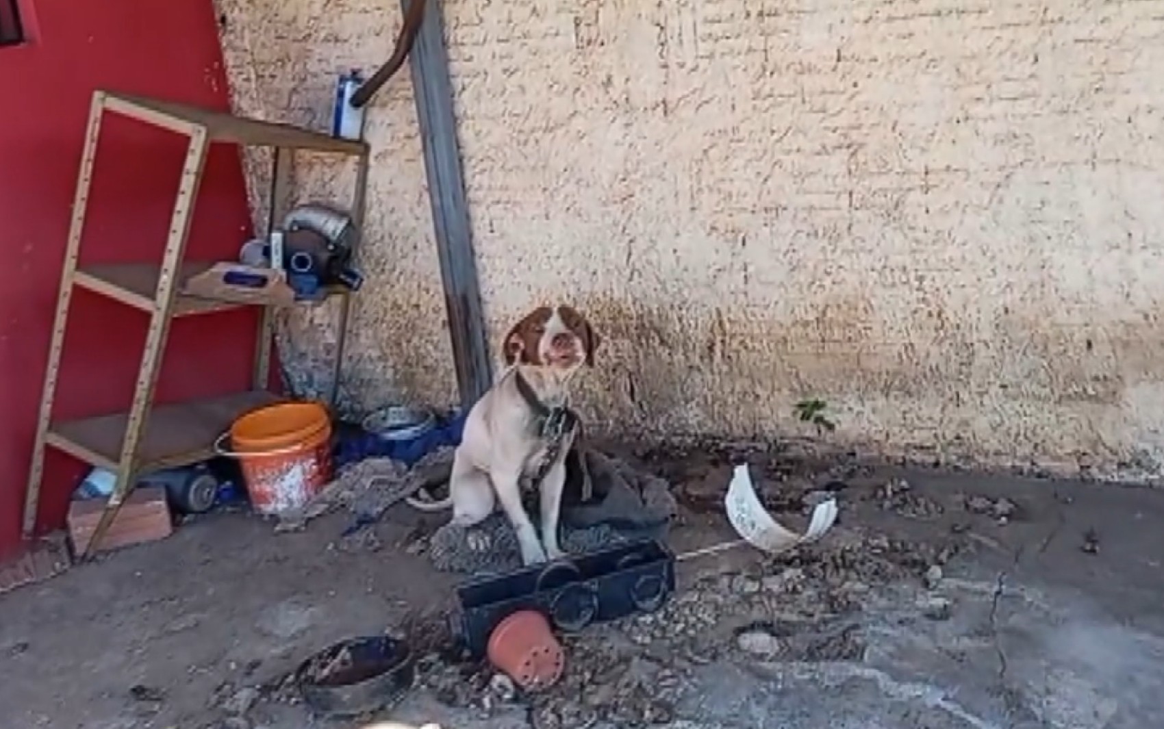 Homem é preso por maus-tratos a cachorros em Jaboticabal, SP