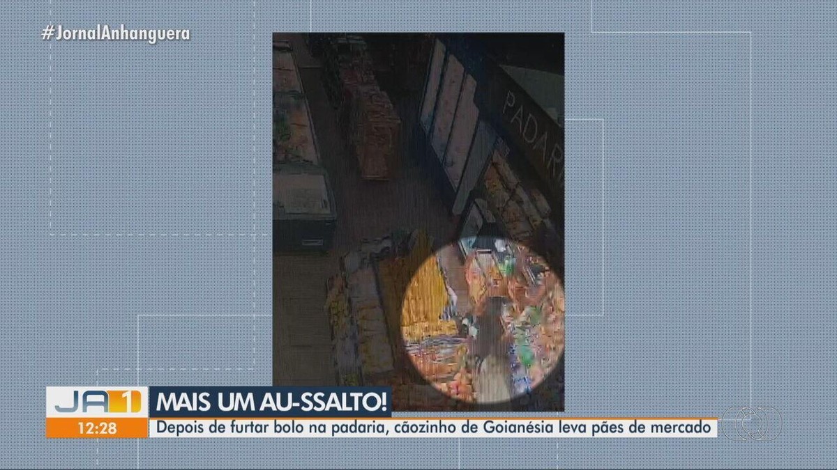 VÍDEO: Cachorro que foi filmado ‘furtando’ bolo em padaria e saindo de fininho é flagrado pegando pães em mercado