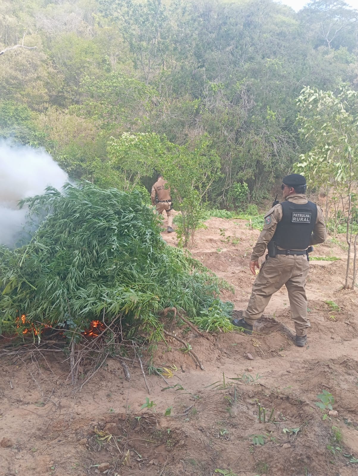 Polícia Federal incinera plantio de 10 mil pés de maconha no Sertão da Paraíba