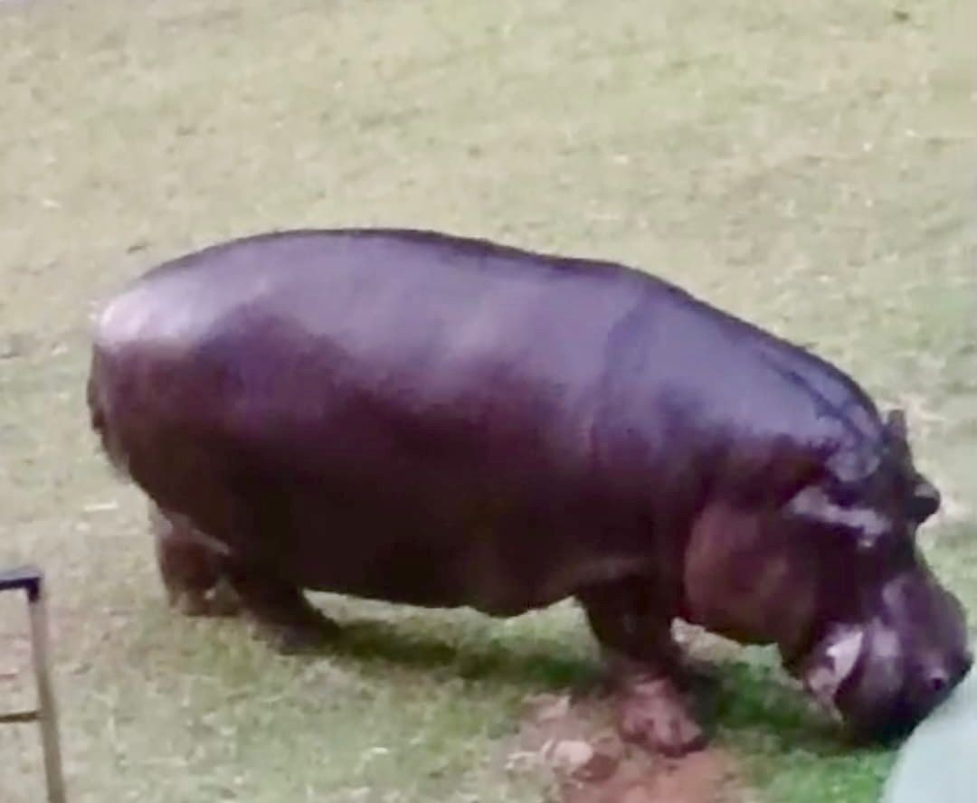 Hipopótamo com mais de duas toneladas é novo morador do Zoológico de Salvador; animal veio de Santa Catarina