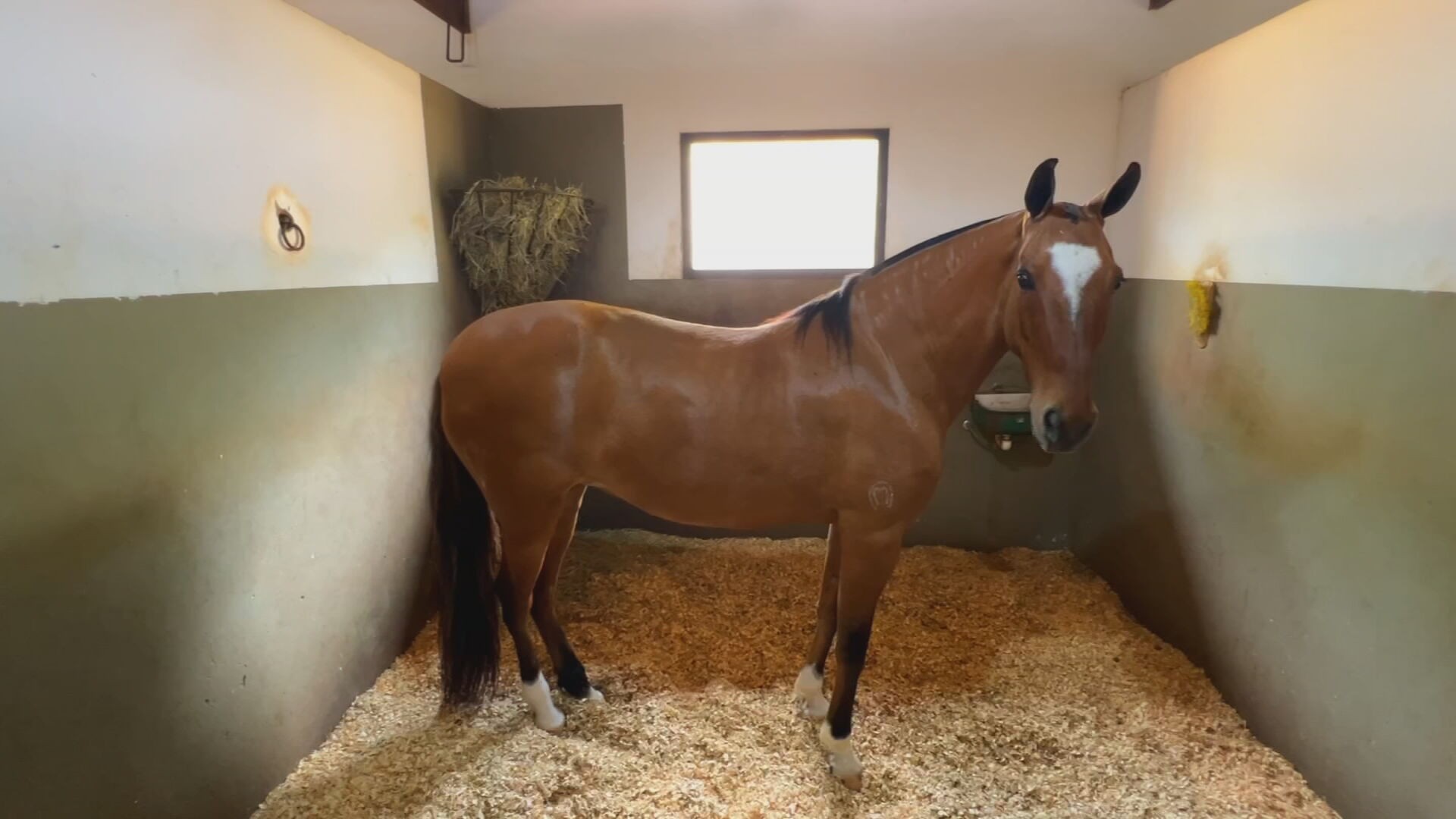 Burros e mulas se destacam pela qualidade da montaria