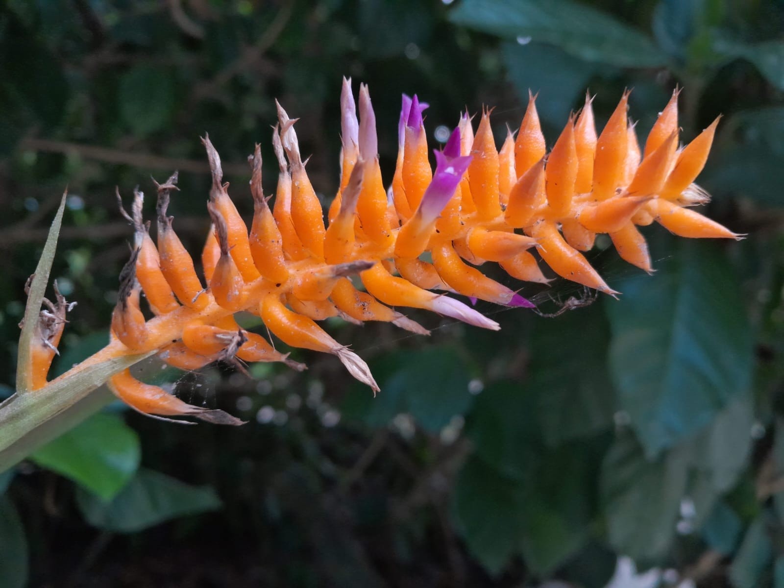 Nova espécie de bromélia é identificada no Rio de Janeiro