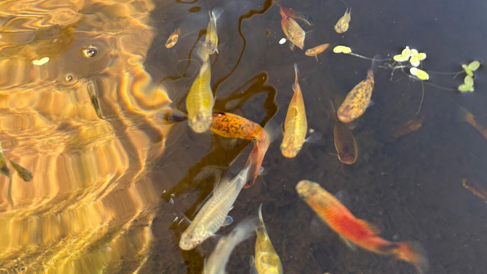 UNIFEB Barretos desenvolve pesquisas sobre toxicidade de herbicidas em peixes