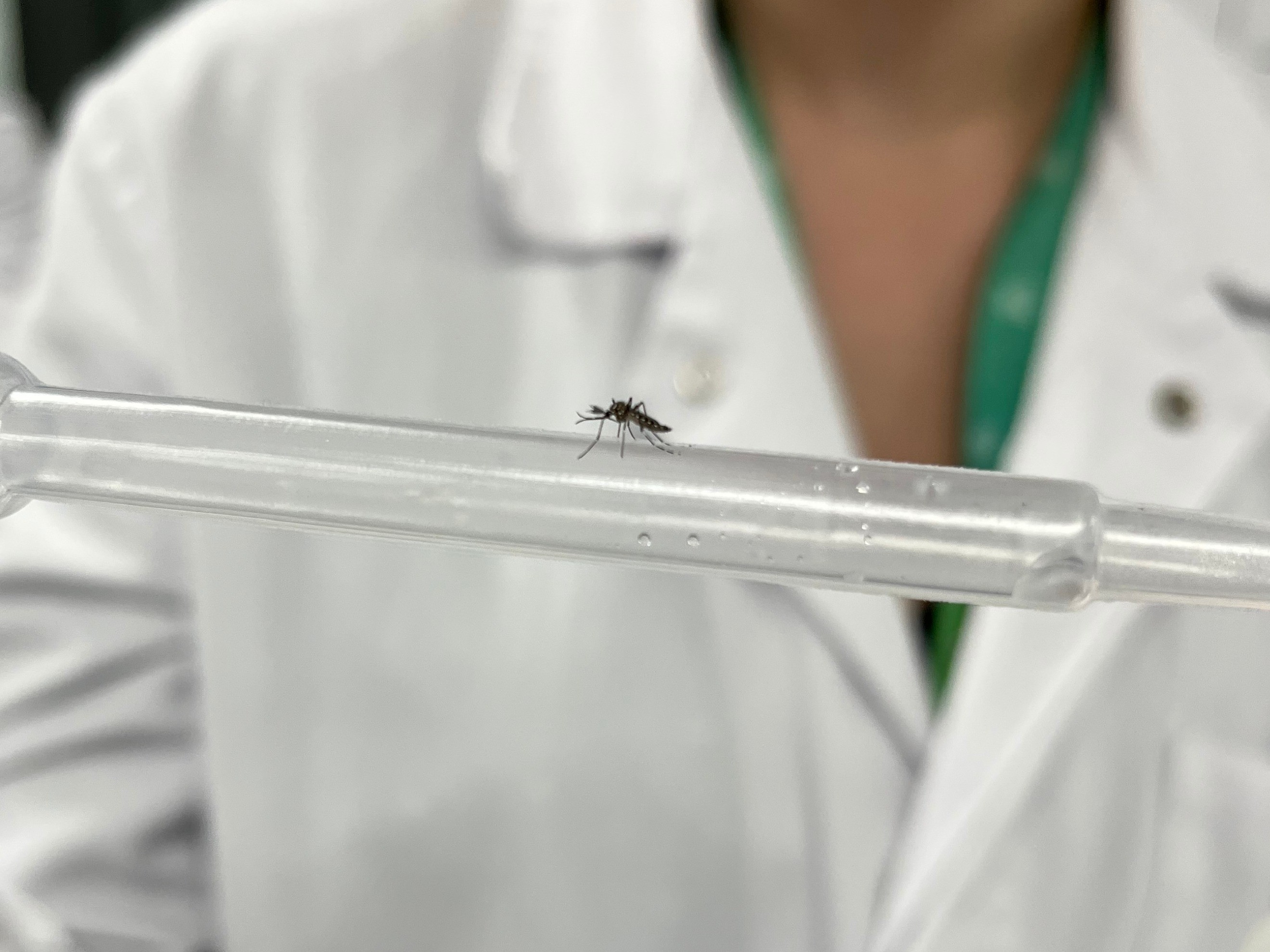 Aquacultura, dieta e gaiolas: como biofábrica quer produzir 190 milhões de mosquitos com bactéria para combater dengue