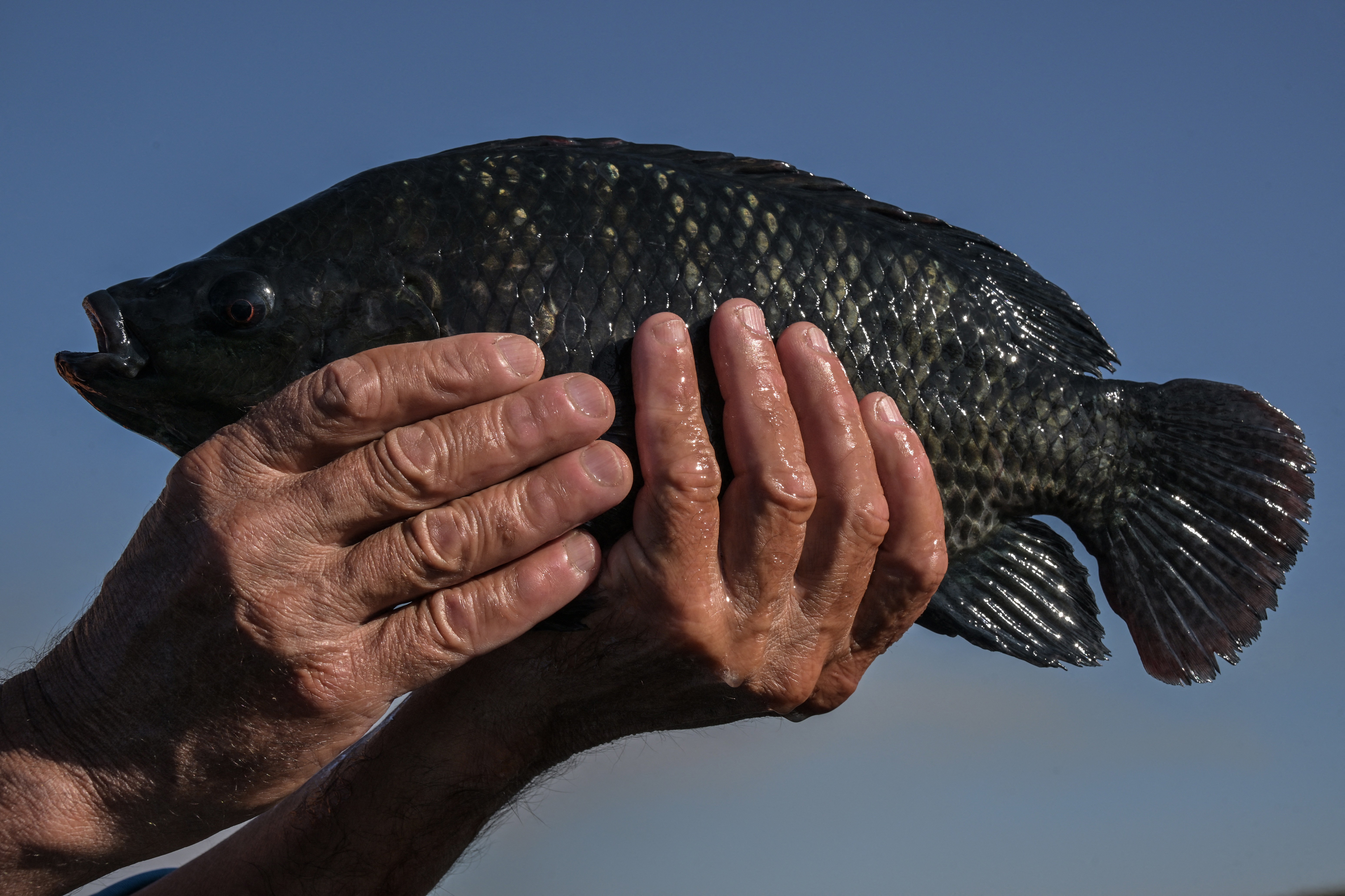 Com tarifaço, indústria do pescado corre para achar novos mercados e evitar demissões