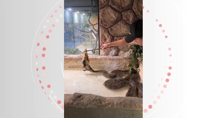 VÍDEO de jovem alimentando cobra com galinha em AL bate 6 milhões de visualizações nas redes sociais