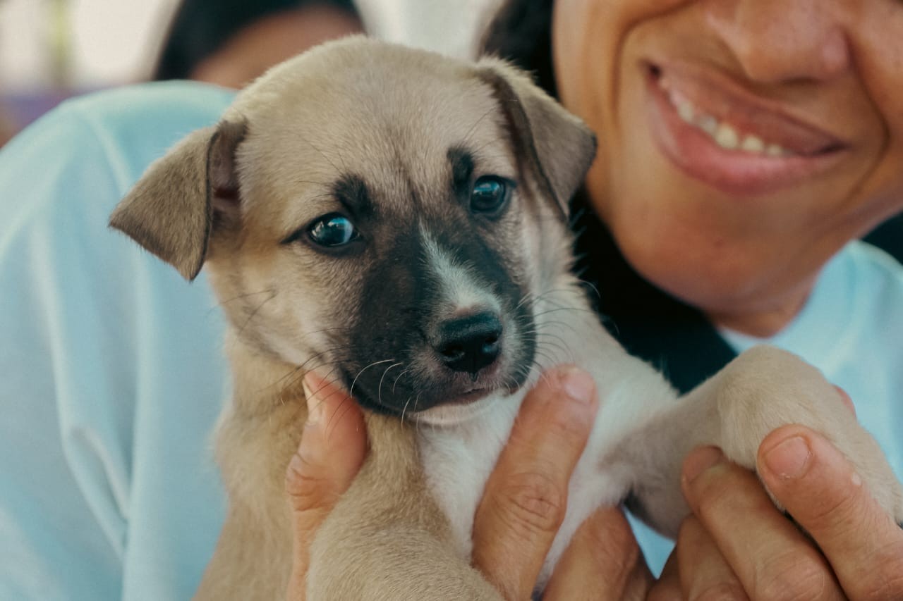 Feira de adoção de animais será realizada em Petrolina no sábado (22)