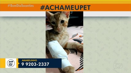 Tutores pedem ajuda para localizar gatinho com pata machucada