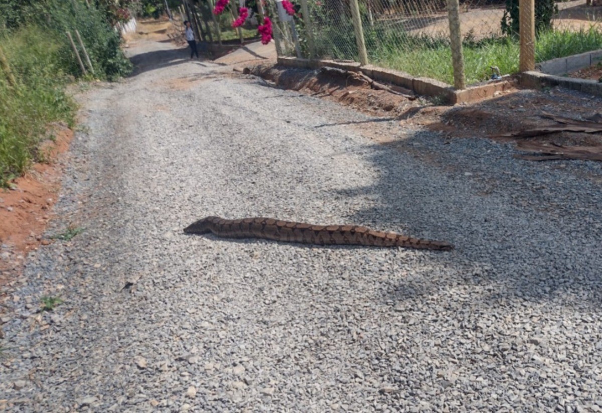 Jiboia de 2 metros é resgatada em quintal de sítio em Arcos