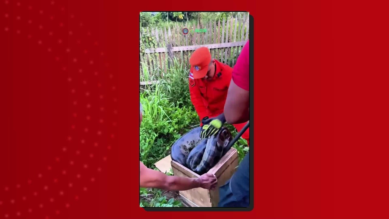 Cobra de 3,5 metros é capturada no quintal de casa no Amazonas; VÍDEO