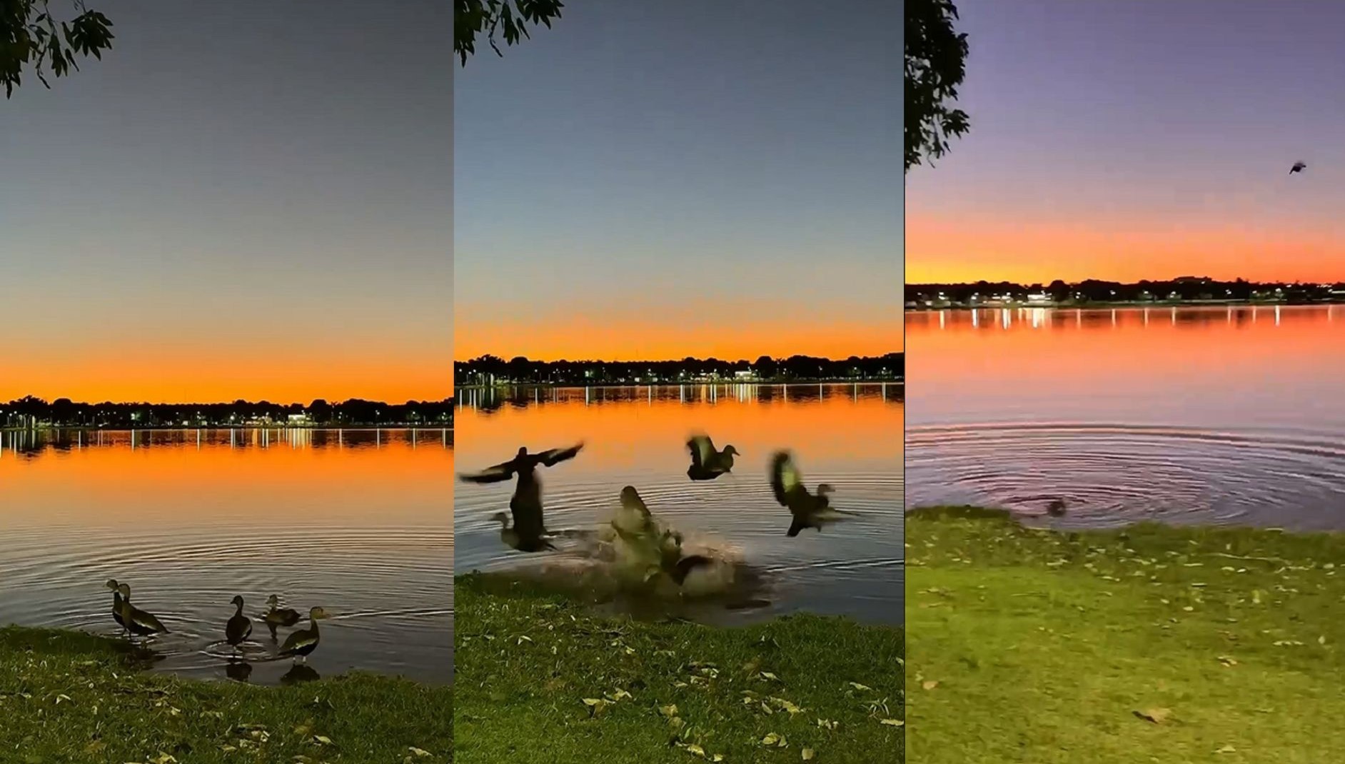 VÍDEO: Jacaré invade entardecer e tenta abocanhar patos em lagoa de cidade de MS