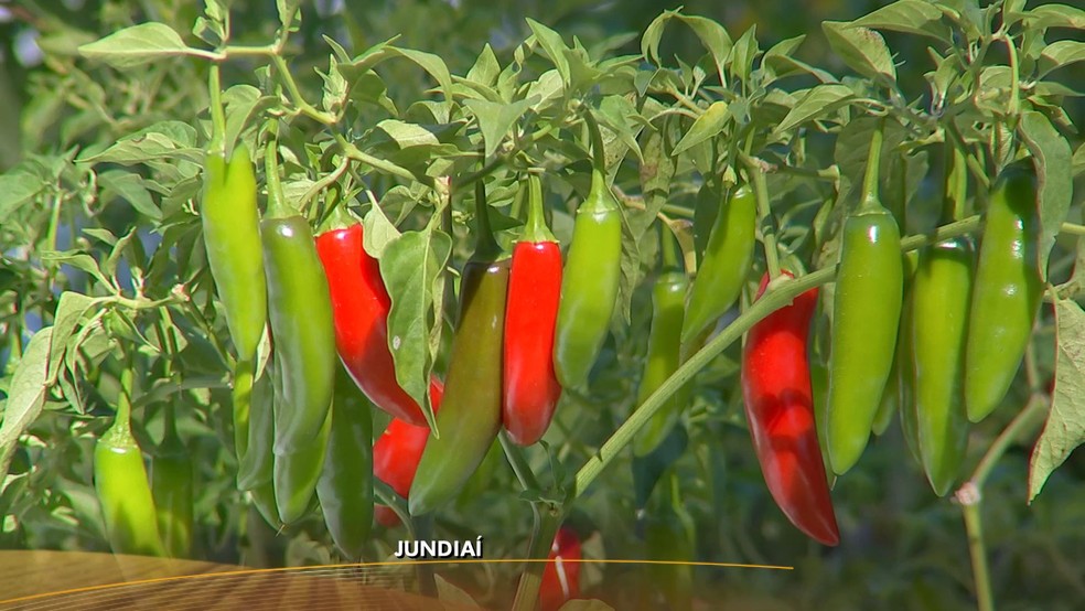 Cultivo de pimenta é fonte de renda em pequenas propriedades — Foto: Reprodução/TV TEM