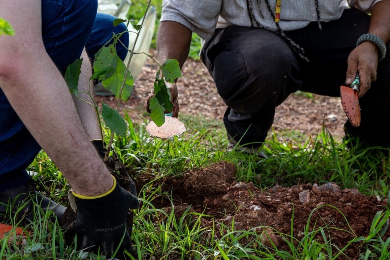Semana da Árvore: como ganhar mudas de ipês, frutas e flores gratuitas em Campo Grande