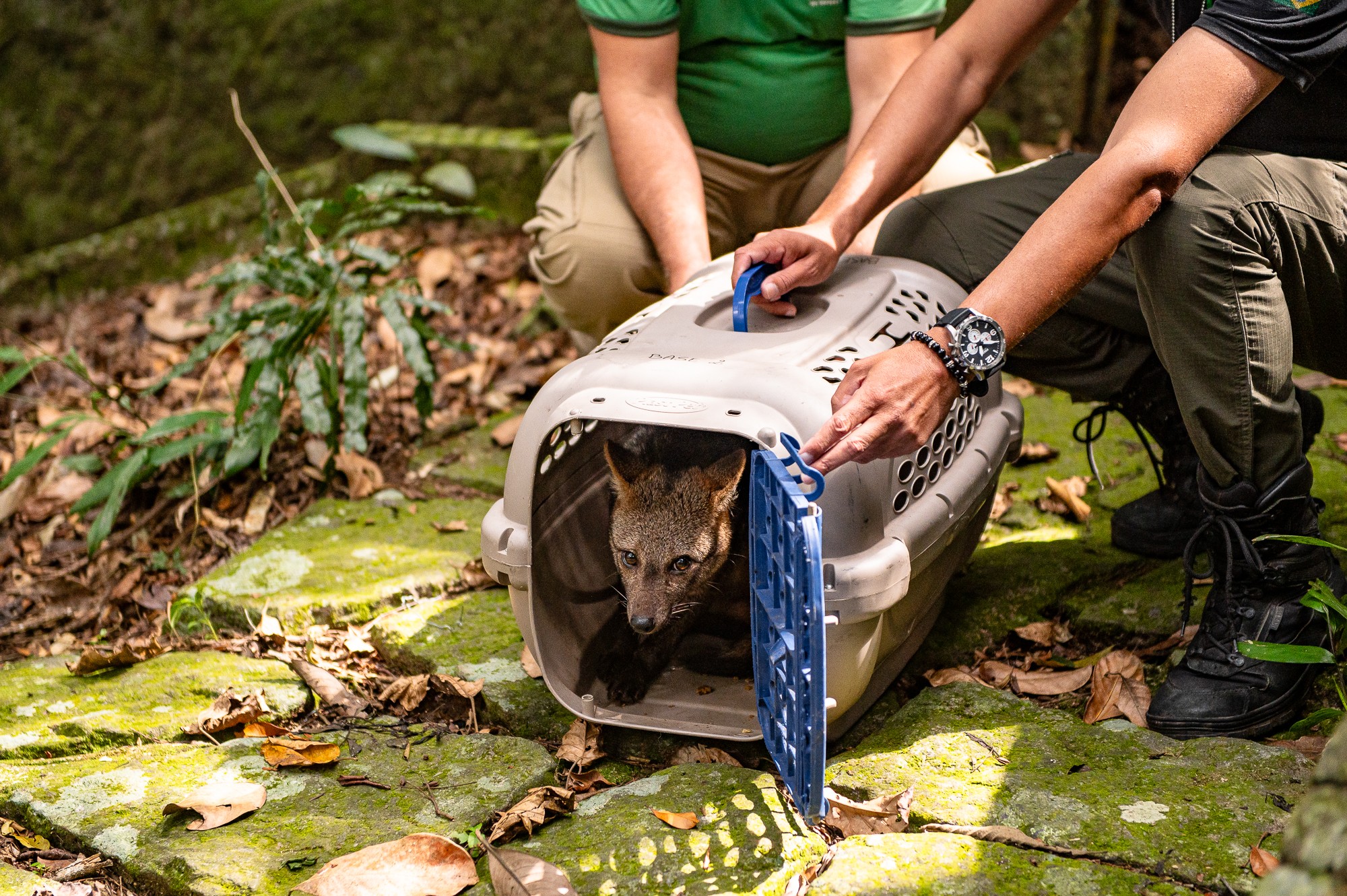 Cachorro-do-mato e macaco-prego são soltos no Parque Nacional da Tijuca