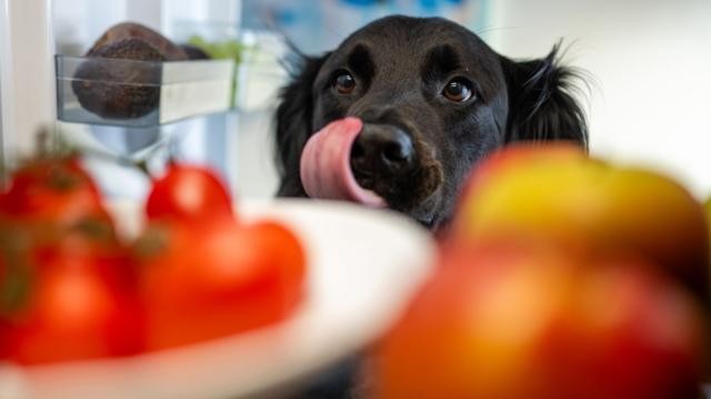 Os donos de pets que gastam com comida ‘de gente’ para seus bichos