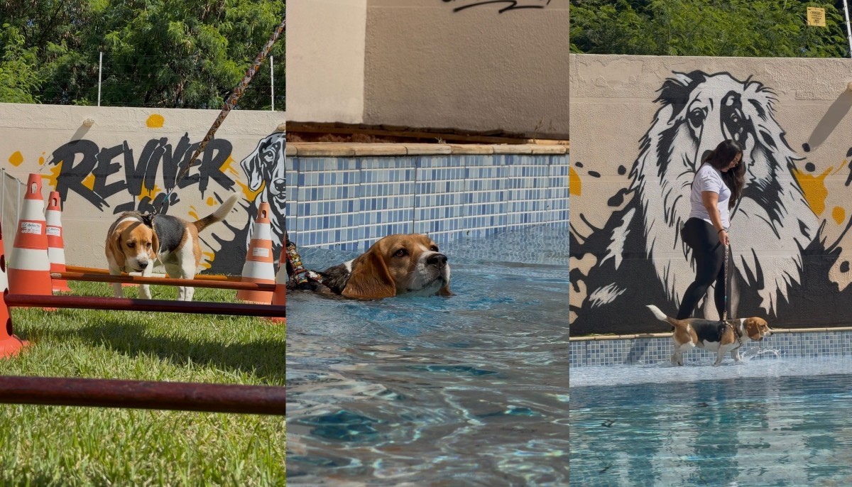 Mais cara que de humanos: academia para cães atrai de 'pets atletas' a sedentários no interior de SP