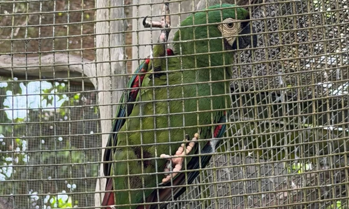 Arara é batizada de Isabelle Nogueira e apresentada à ex-BBB durante visita a zoológico em Manaus