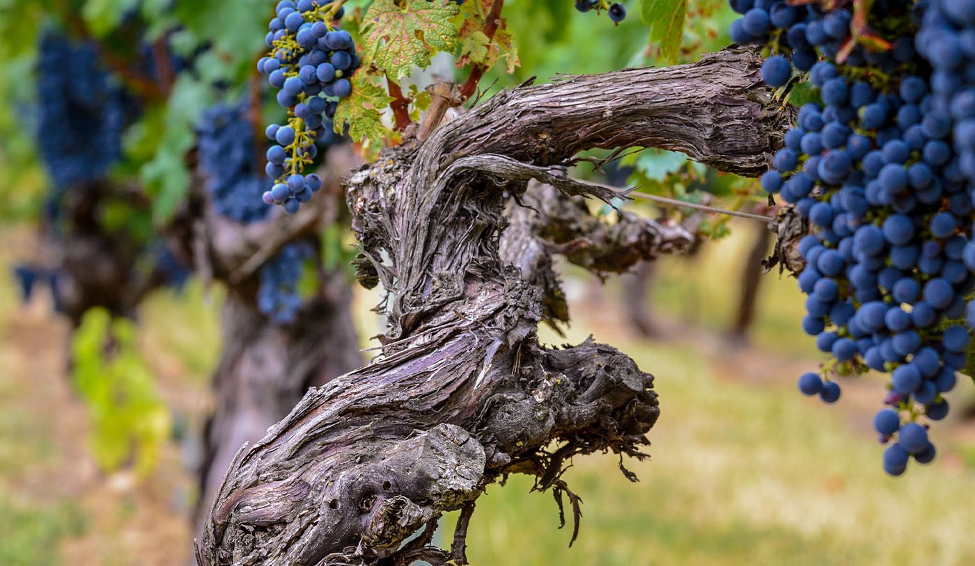 5 vinhos de vinhas velhas imperdíveis