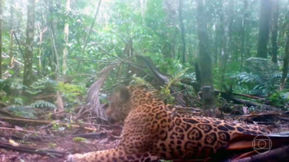 Censo das onças-pintadas mostra que ao menos 93 felinos vivem no Parque Nacional do Iguaçu 
