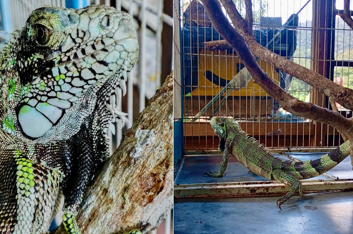 Iguana é resgatada no Lago do Quitandinha, em Petrópolis