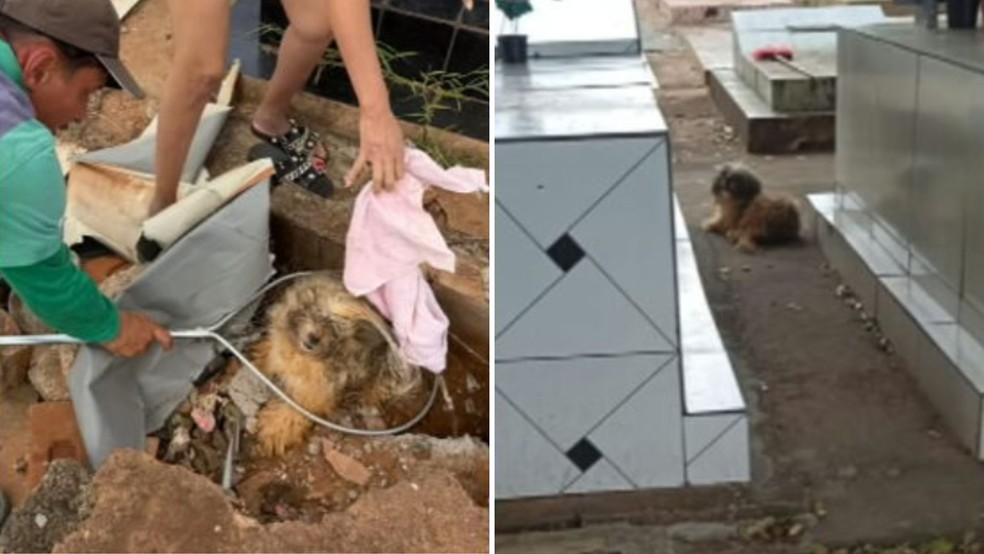 Cadela viveu por 10 meses em cemitério de Araçatuba esperando por tutor falecido — Foto: Reprodução/TV TEM