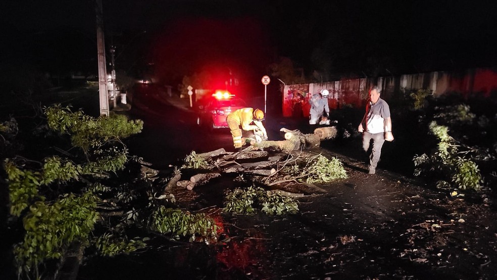 Temporal derrubou mais de 60 árvores nesta sexta-feira (27), em Presidente Prudente (SP) — Foto: Marcos Tadeu/TV Fronteira