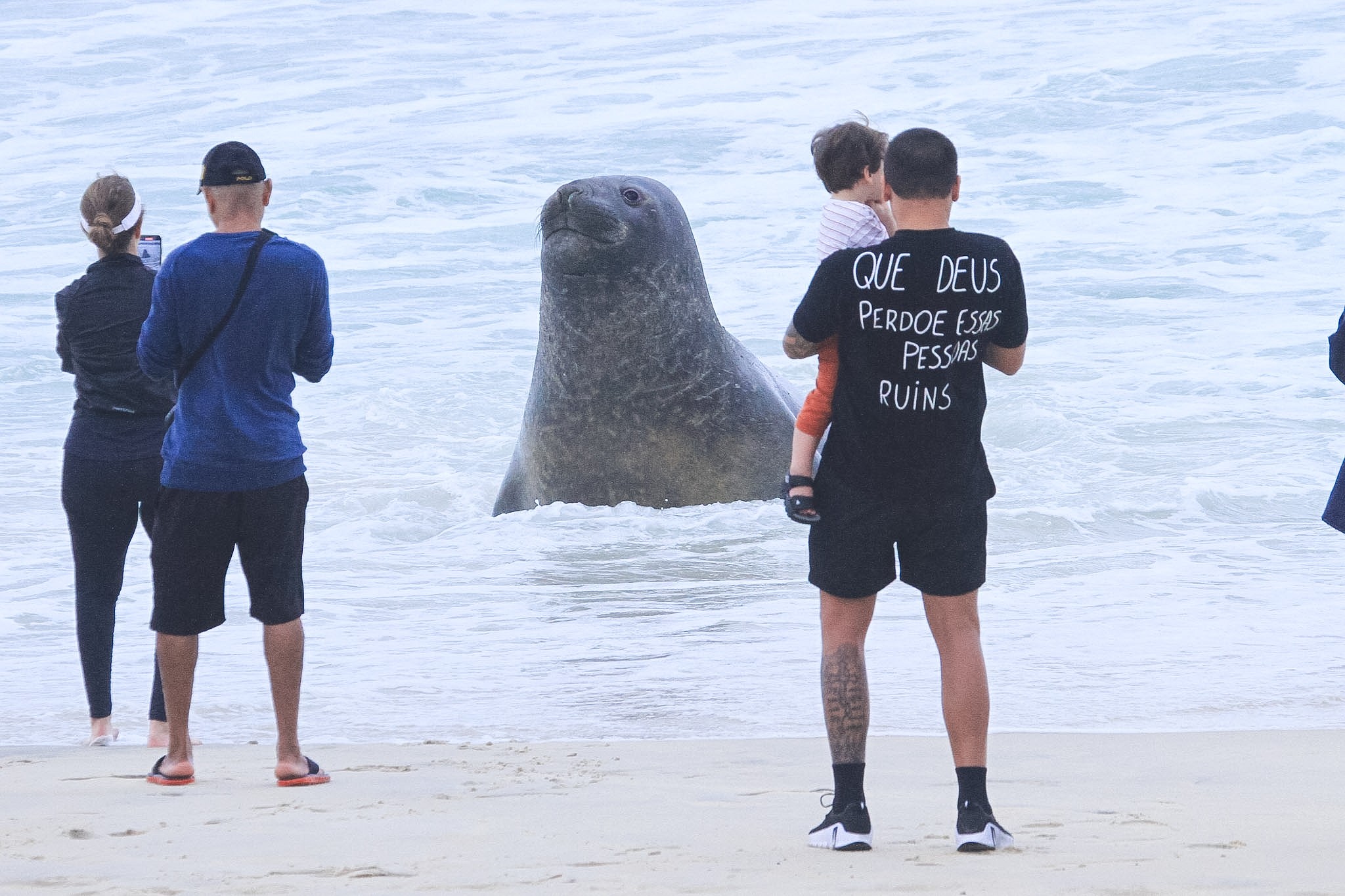 Elefante marinho aparece na Praia de São Conrado