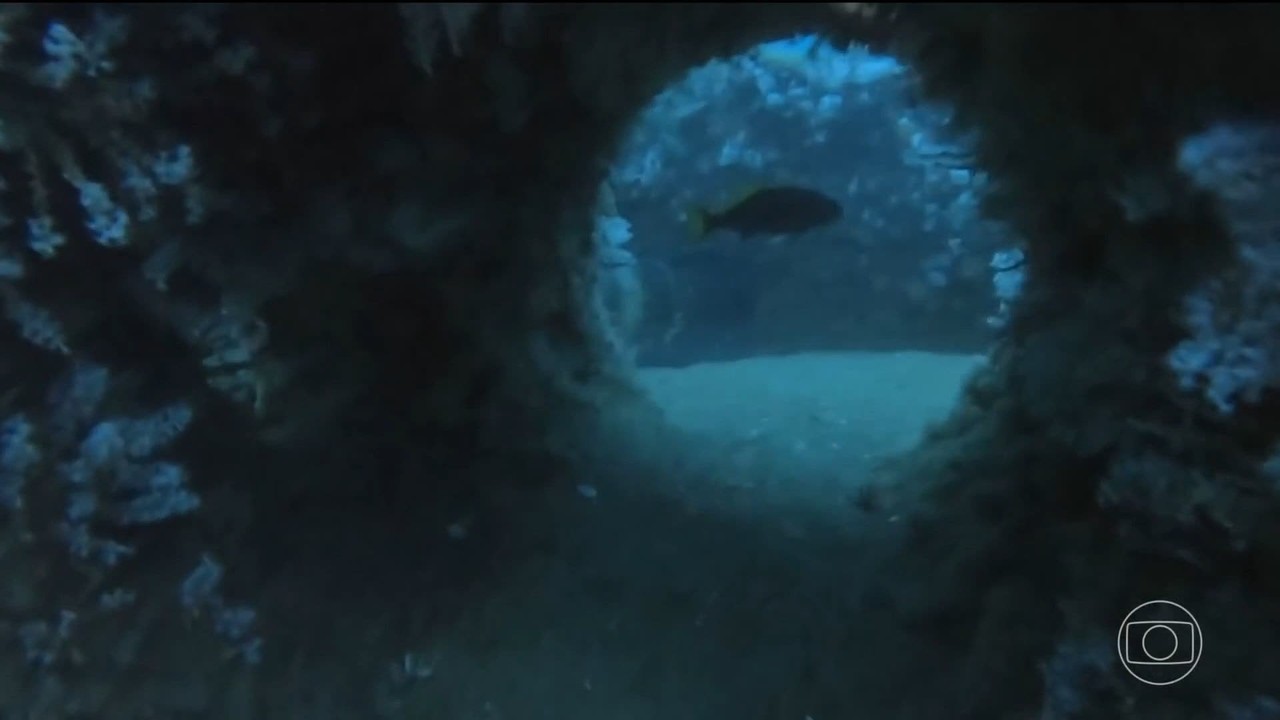 Recifes artificiais recuperam biodiversidade no litoral do Paraná após 25 anos