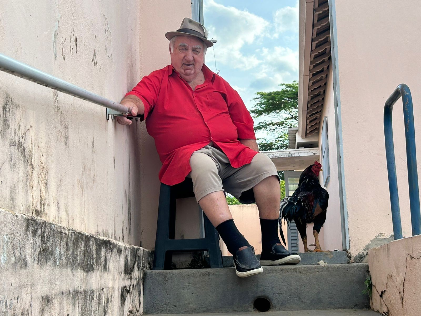 Galo ciumento se apega ao tutor e não deixa ninguém chegar perto: 'é um pitbull'; VEJA VÍDEO