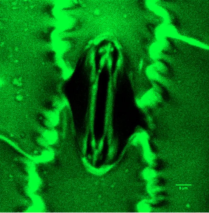 Cientistas flagram vídeo em que 