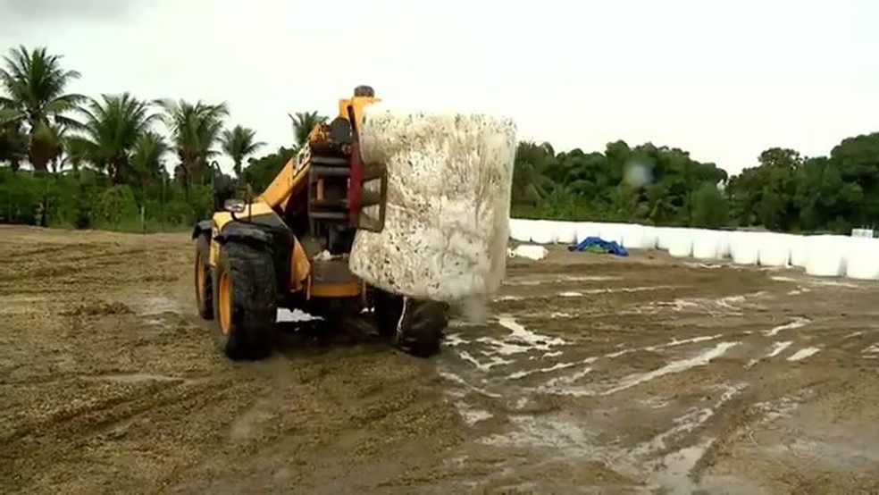 Cooperativa de leite investe na silagem do milho para alimentar gado durante a seca no Espírito Santo — Foto: TV Gazeta