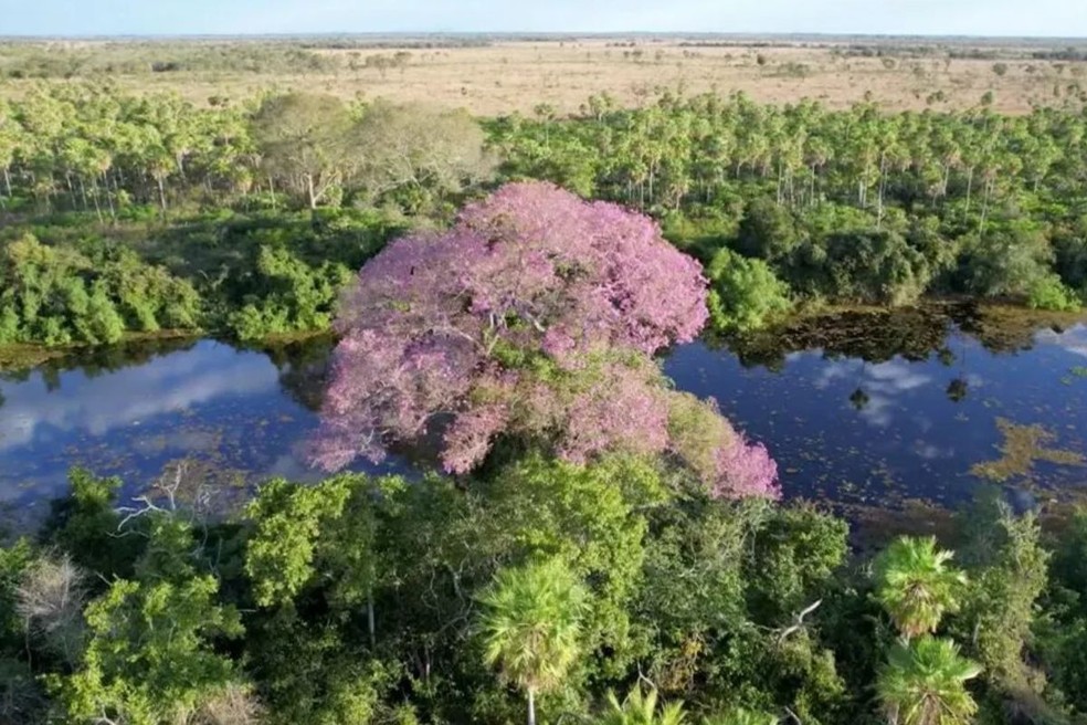Ipê roxo no Pantanal de MS — Foto: TV Morena/Reprodução
