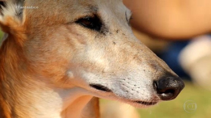 A nova vida dos galgos drogados: do inferno das corridas clandestinas para  uma família adotiva