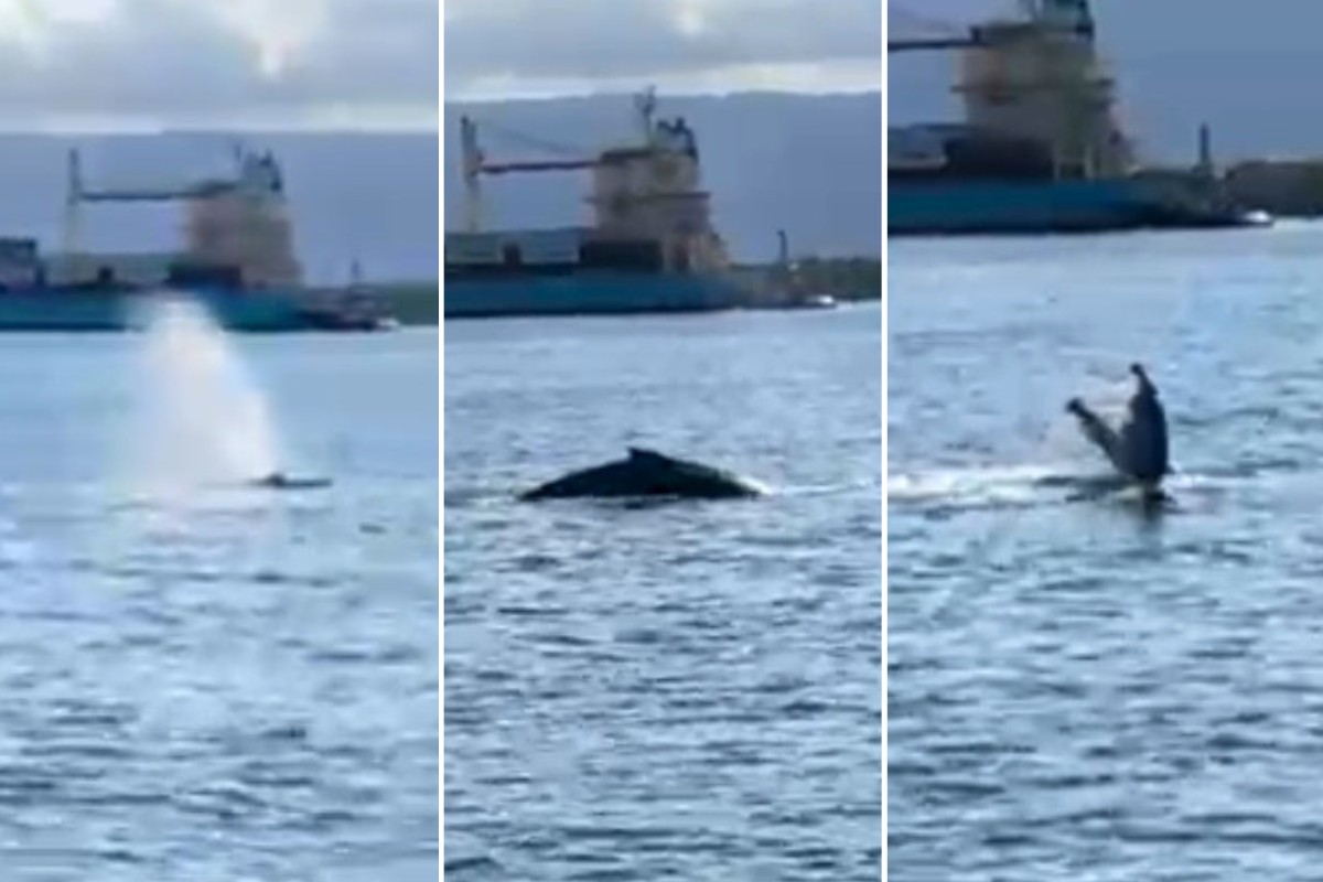 Baleia avistada no canal do Porto de Santos gera alerta de navegação  
