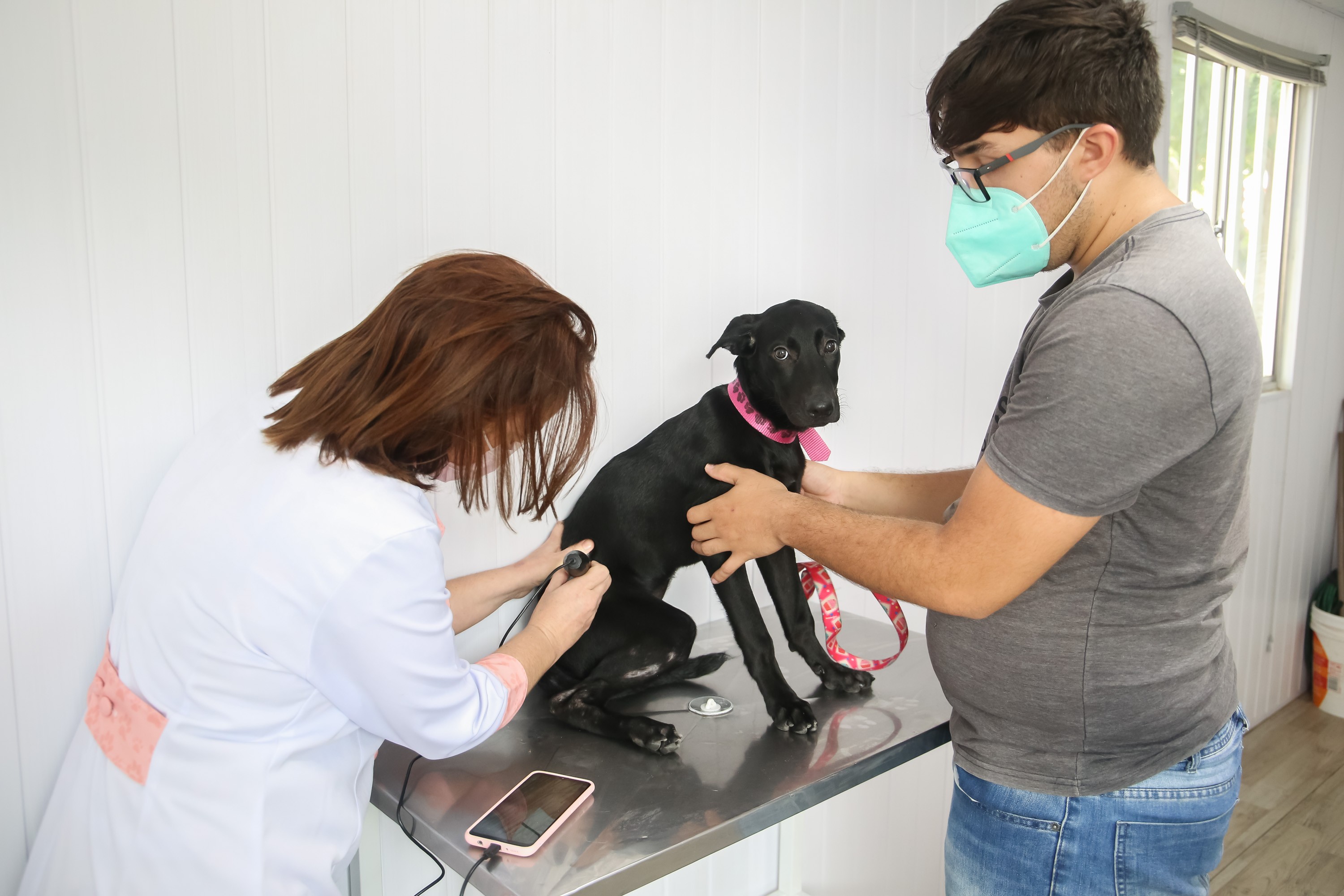 Inscrições para mutirão de castrações de cães e cadelas ocorre nesta quarta-feira em Fortaleza 