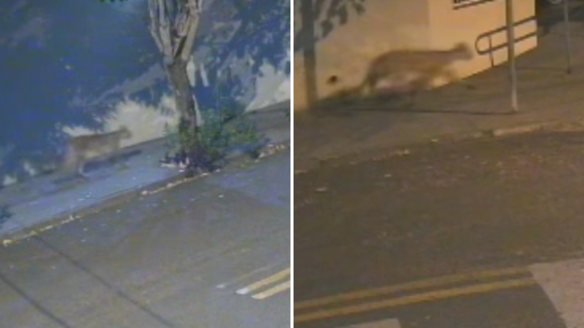 VÍDEO: onça é flagrada 'passeando' por bairro em Buritama