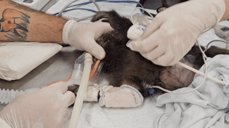 Macaca-prego que estendeu a mão a veterinário após sofrer descarga elétrica morre em Uberlândia