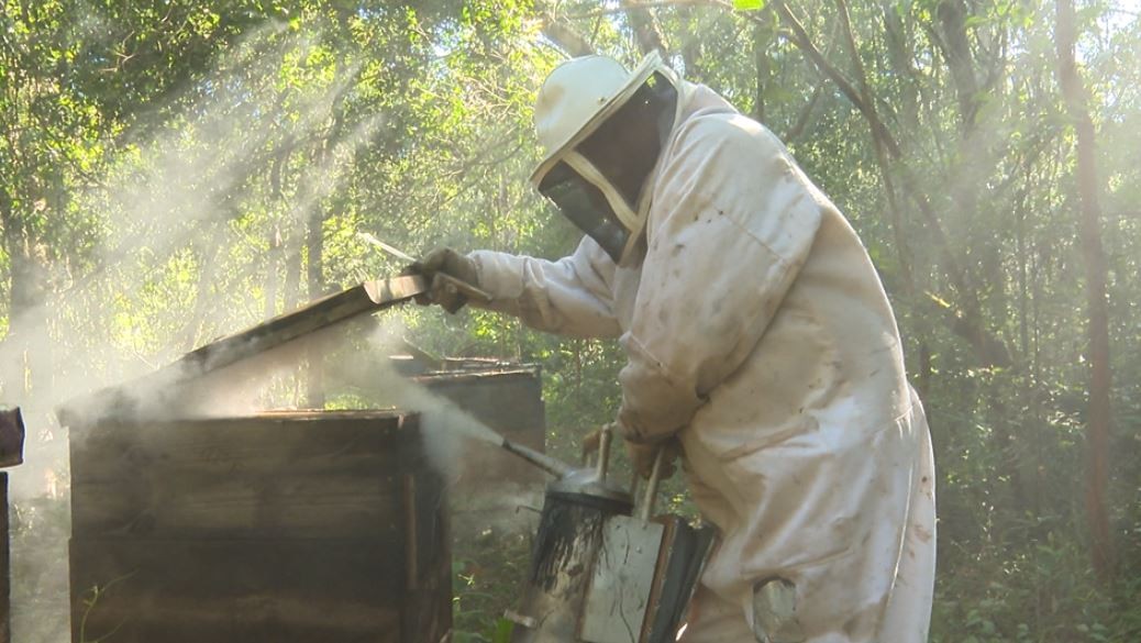 Santana do Cariri, no Ceará, é a maior produtora de mel de abelha do país, segundo o IBGE