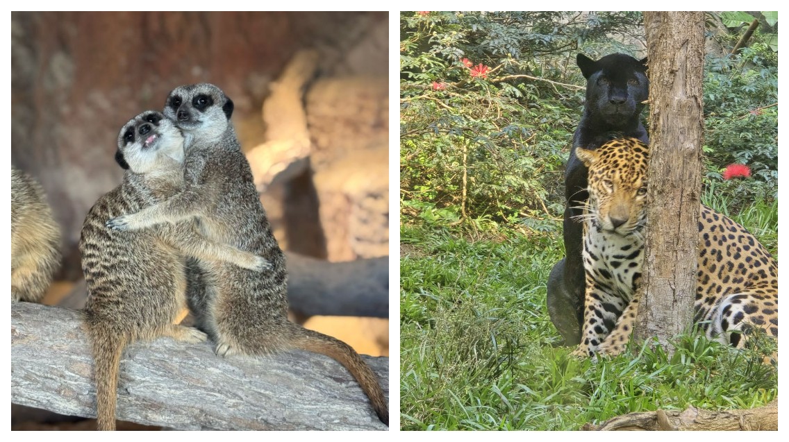 Monogamia selvagem: Dia dos Namorados em Zoológico de SP tem afeto, parceria e muito 'grude'