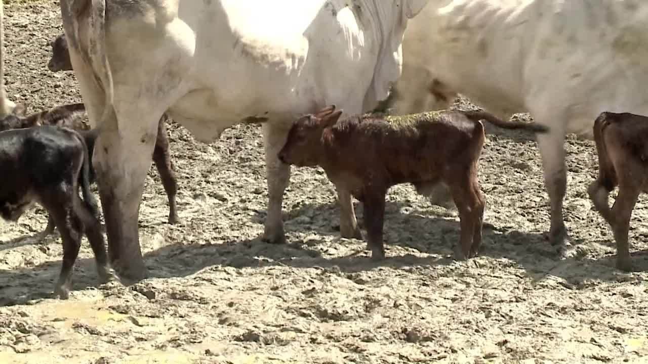 VÍDEOS: Gazeta Rural deste domingo, 6 de julho